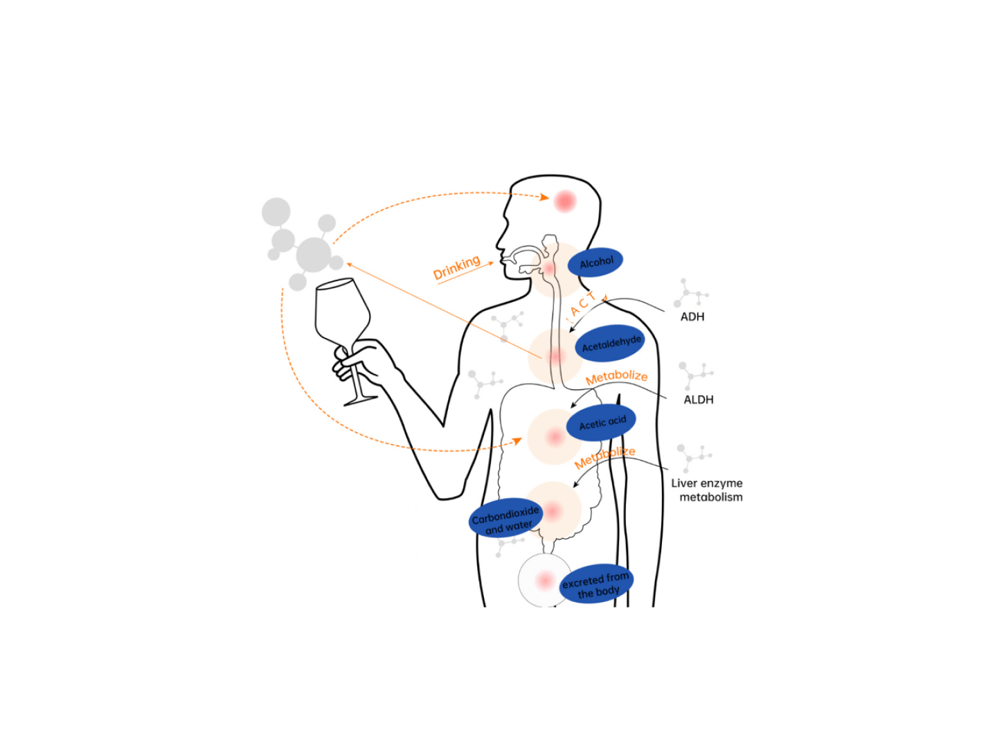 Your body can break down acetaldehyde